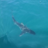 Cape Shark Adventures - Xplorio™ Gansbaai 