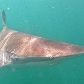 Cape Shark Adventures - Xplorio™ Gansbaai 