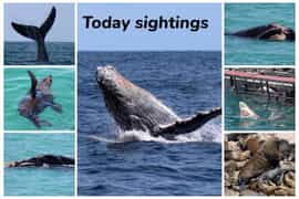 Next Dyer Island Marine Big 5 Tour: 19 November 2022