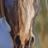 Horse - Creative Napier - Xplorio™ Napier