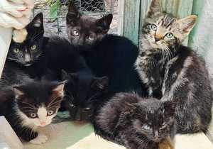 Cats and Kittens for Adoption