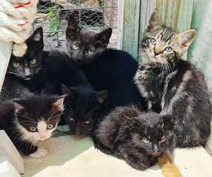 Cats and Kittens for Adoption