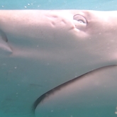 Cape Shark Adventures - Xplorio™ Gansbaai 