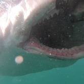 Cape Shark Adventures - Xplorio™ Gansbaai 