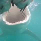 Cape Shark Adventures - Xplorio™ Gansbaai 