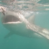 Cape Shark Adventures - Xplorio™ Gansbaai 