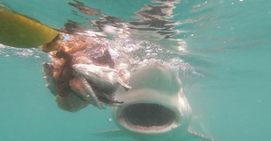 Frequently Sighted Sharks: The Bronze Whaler Shark