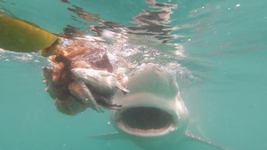 Frequently Sighted Sharks: The Bronze Whaler Shark