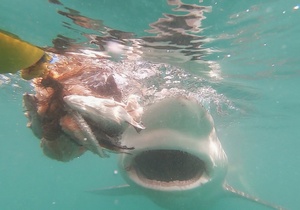 Frequently Sighted Sharks: The Bronze Whaler Shark