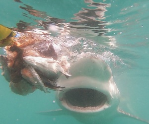 Frequently Sighted Sharks: The Bronze Whaler Shark