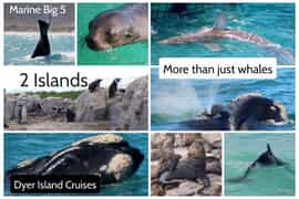 Next Dyer Island Marine Big 5 Tour: 29 November 2022