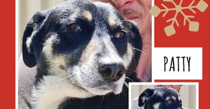 Up for Adoption: Patty
