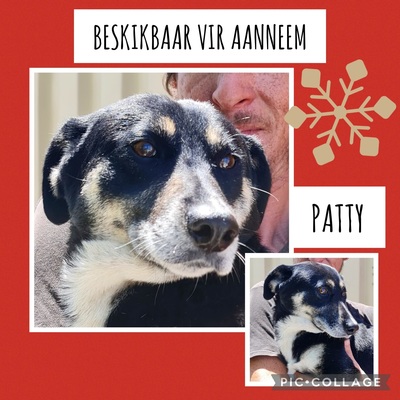 Up for Adoption: Patty