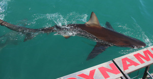 Next Marine Dynamics Shark Cage Diving Trip: 30 November 2022