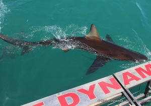 Next Marine Dynamics Shark Cage Diving Trip: 30 November 2022