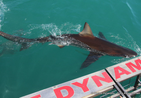 Next Marine Dynamics Shark Cage Diving Trip: 30 November 2022