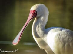 In-house talent sees De Hoop through his own Lens